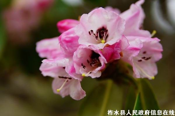 ��ˮţ������ɽ�ž�