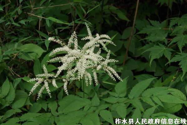 �س��ŵ���Ӱ