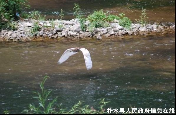 ���Ҷ��������������������ˮ