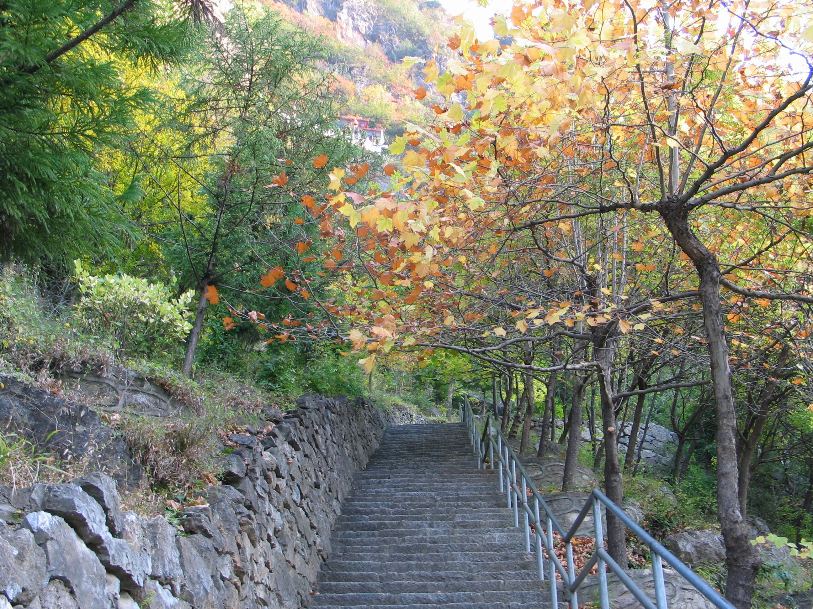 �ŵ�����