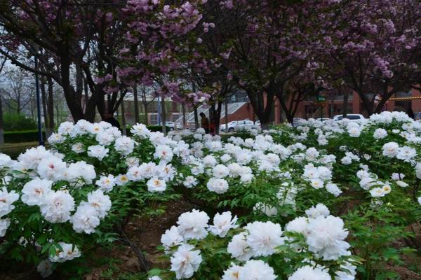 ��̬ũҵ԰����